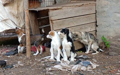 🆘Notfall Hundefamilie🆘