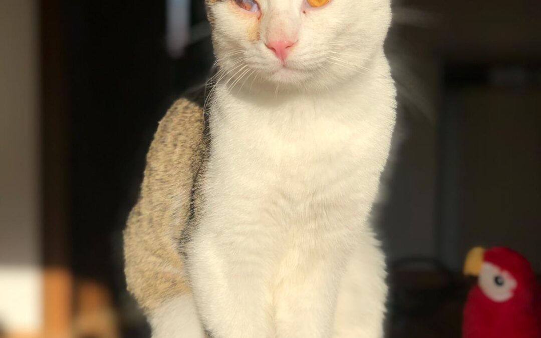 Finley | Kater | geb. ca. 04/2025 – RESERVIERT