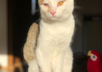 Finley | Kater | geb. ca. 04/2025