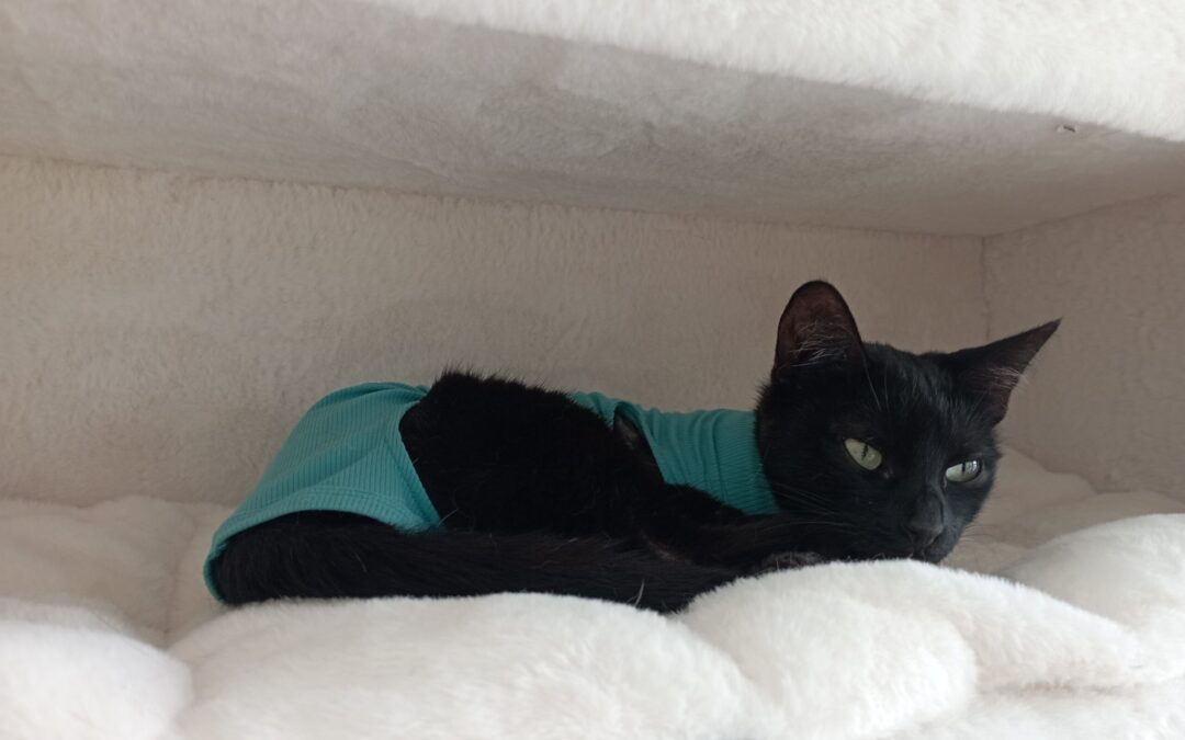 🆘🆘 Notfall Sally 🆘🆘