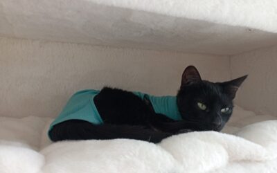 🆘🆘 Notfall Sally 🆘🆘