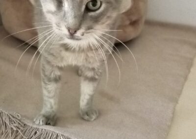 Silver | Patenschaft