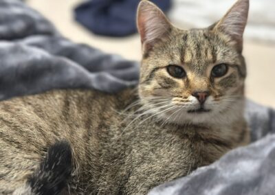 Lucky | EKH | geb. ca. 01/2025