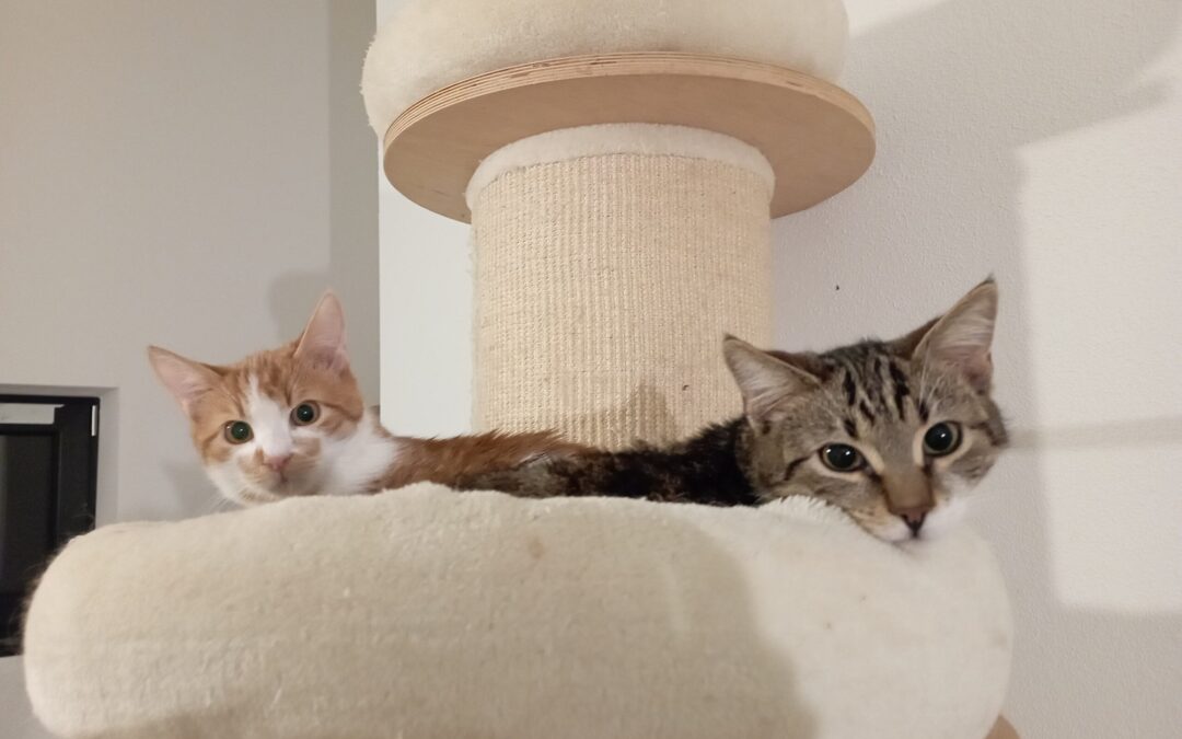 Berti & Isaak | Kater | geb. ca. 05/2025