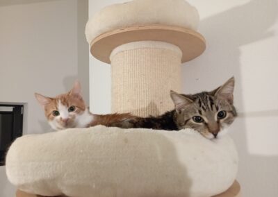 Berti & Isaak | Kater | geb. ca. 05/2025