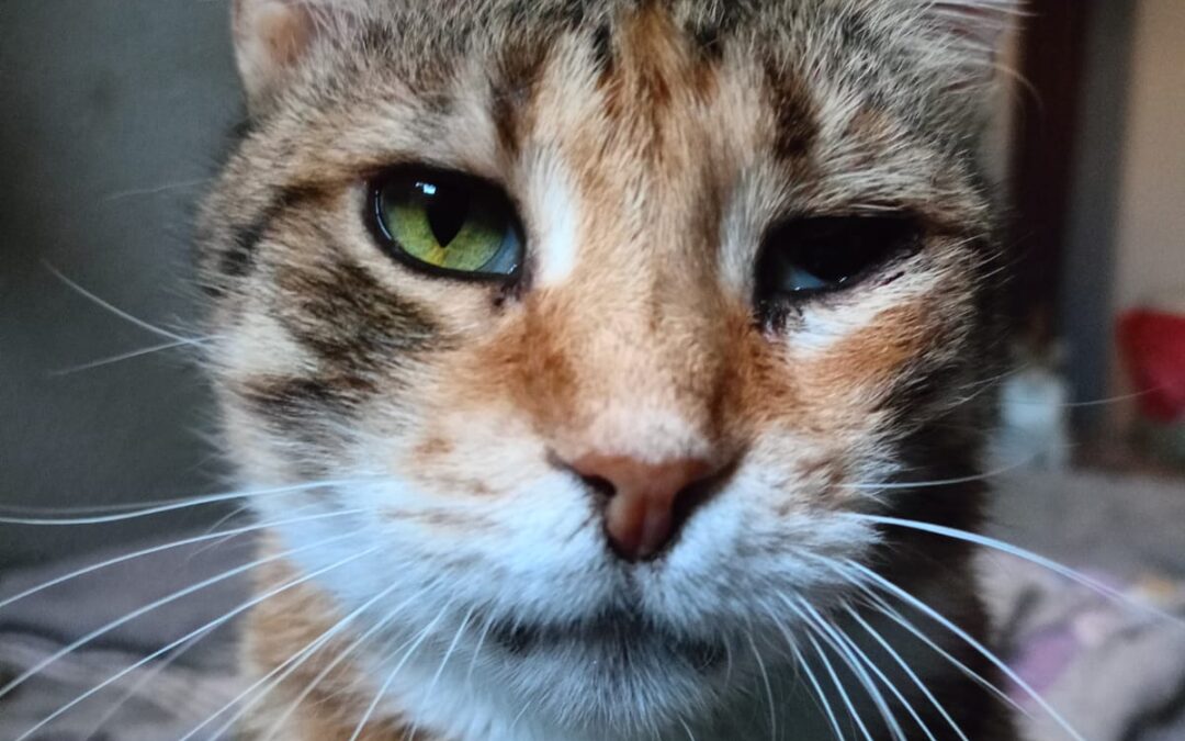 Ludmilla | Patenschaft