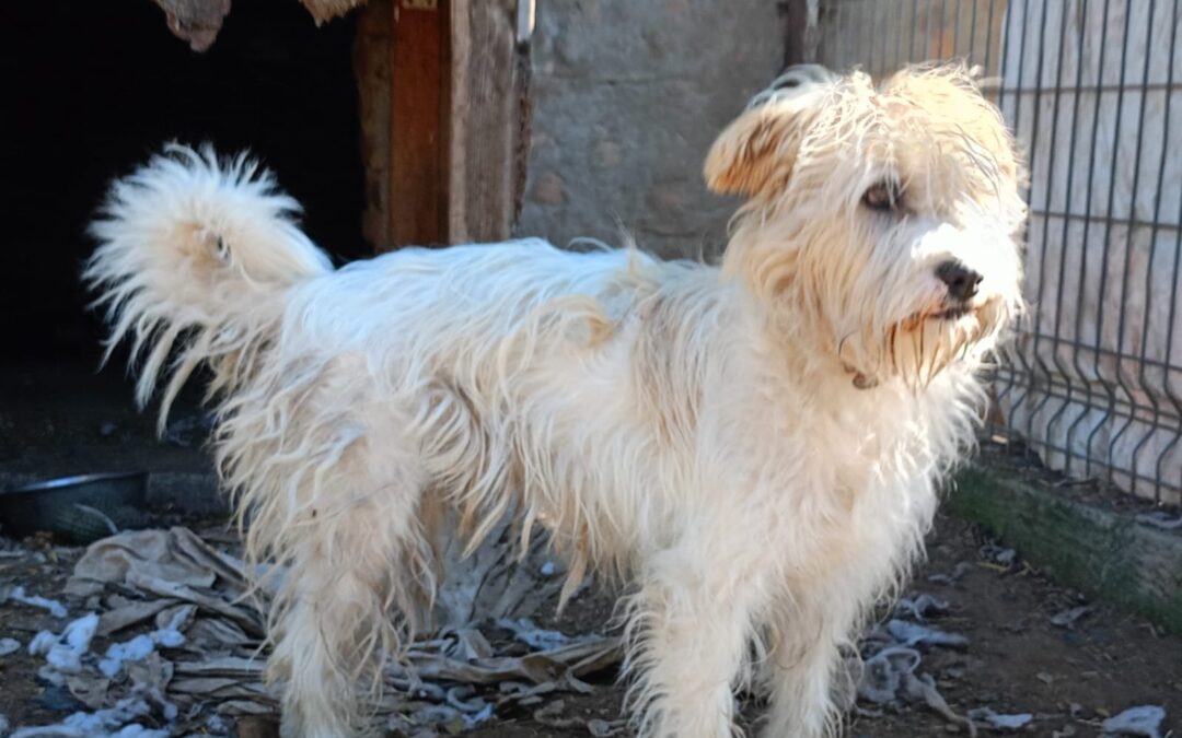 Melody | Patenschaft