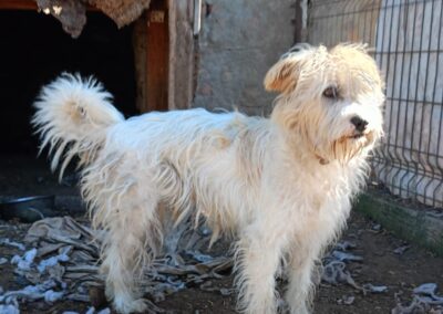 Melody | Patenschaft