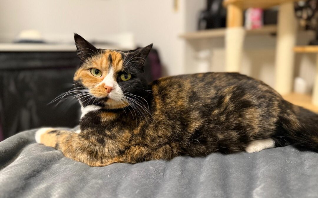 Afa | EKH | geb. ca. 02/2024 – RESERVIERT