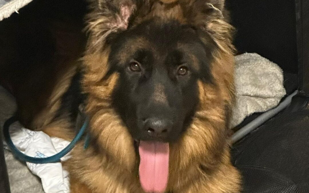 Milow | Rüde | geb. ca. 03/2025