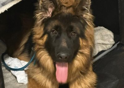 Milow | Rüde | geb. ca. 03/2025