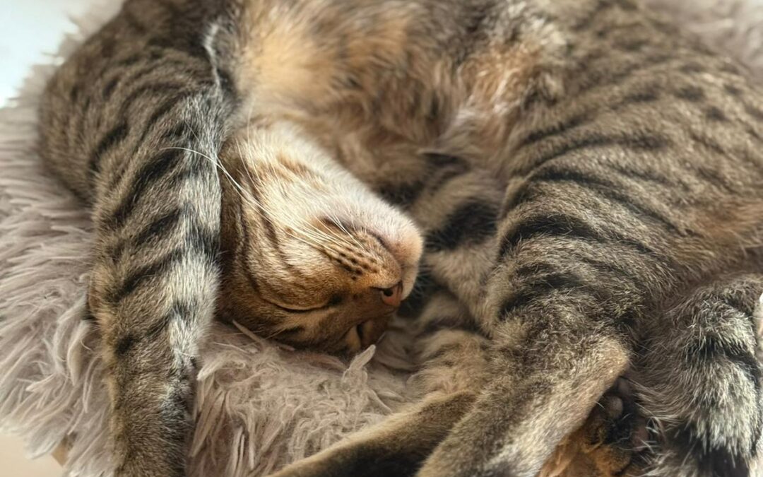 Saidy | Bengal-Mix | geb. ca. 02/2025