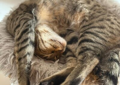 Saidy | Bengal-Mix | geb. ca. 02/2025