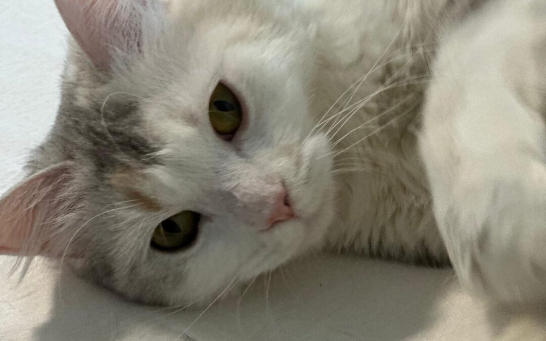 Shadow | Perser-Mix | geb. ca. 05/2024