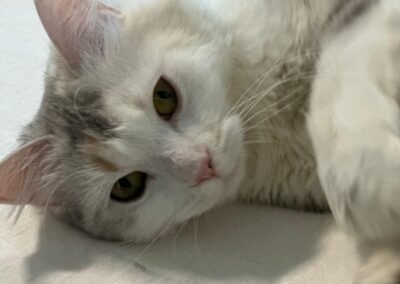 Shadow | Perser-Mix | geb. ca. 05/2024