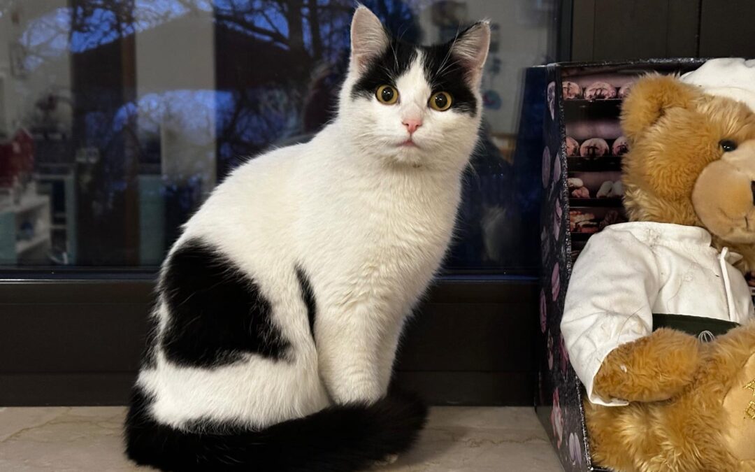 Fundkatze in 94424 Arnstorf