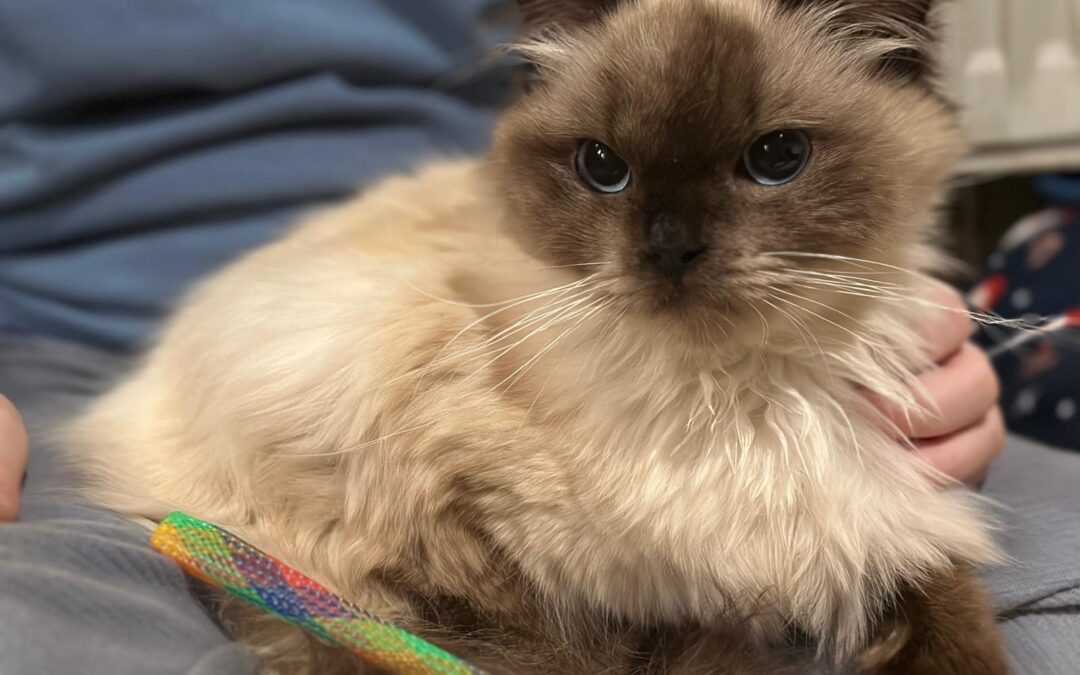 Fundkatze in 94436 Simbach
