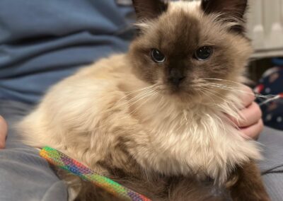 Fundkatze in 94436 Simbach