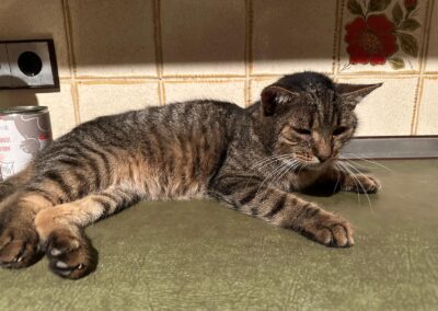 Jackson | EKH | geb. ca. 06/2018 | FIV positiv