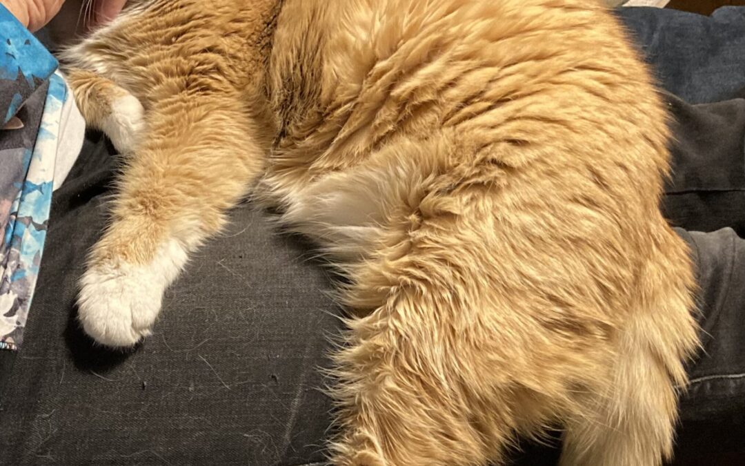 Maxi | EKH | geb. ca. 10/2011