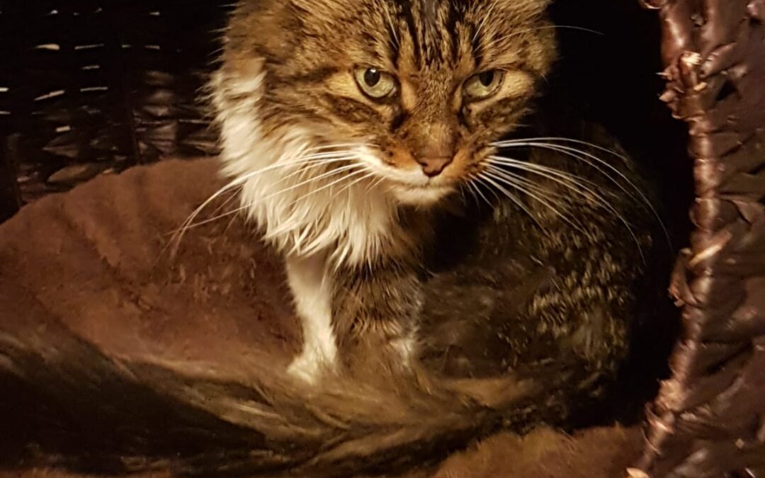 Strubl | ELH | geb. ca. 10/2015