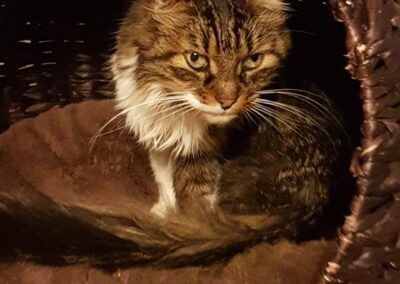 Strubl | ELH | geb. ca. 10/2015