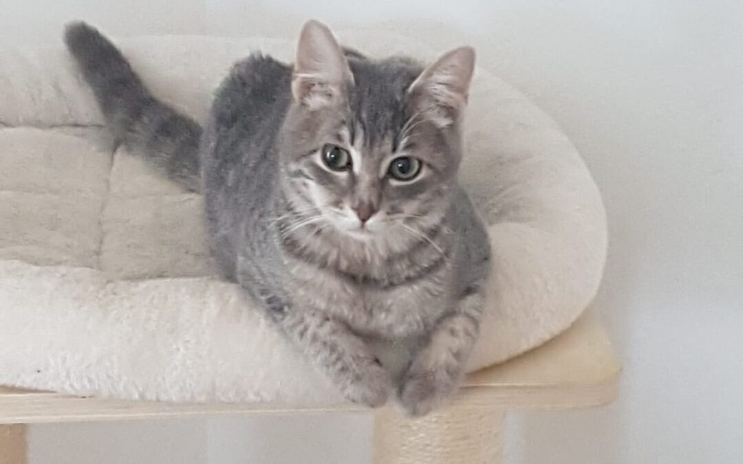 Bonny | EKH | geb. ca. 06/2025