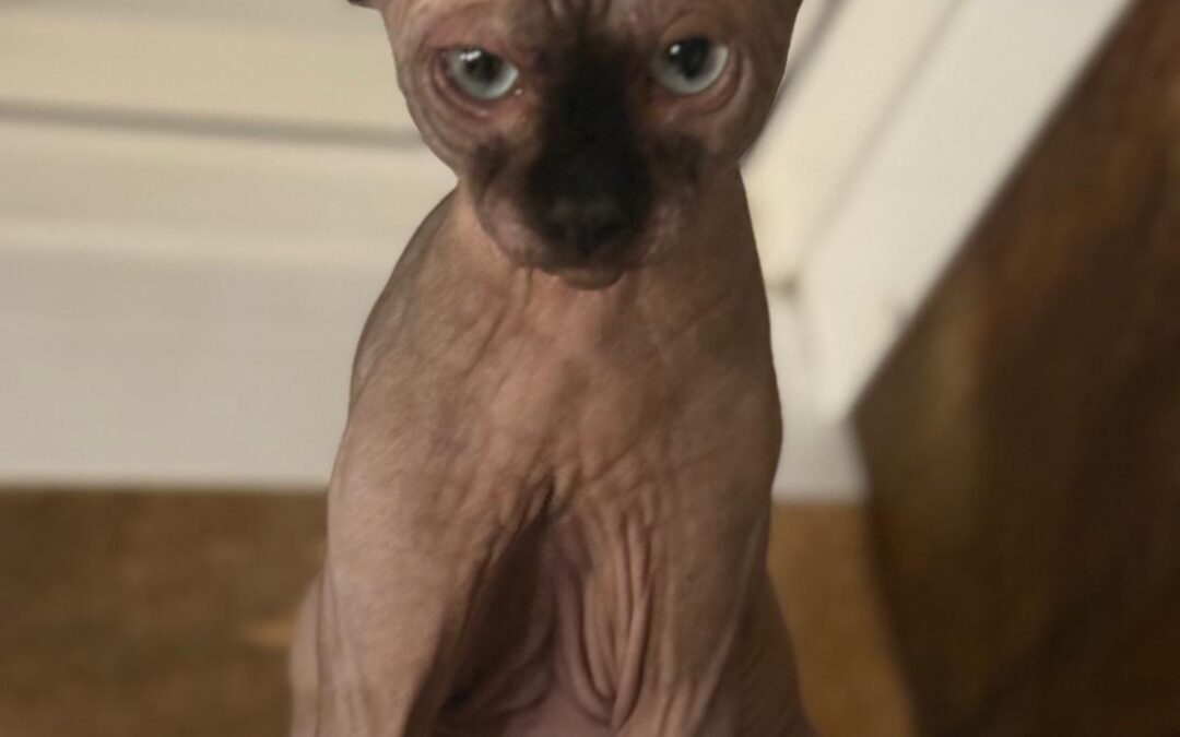 Konrad und Mathilda | Sphynx | geb. ca. 04/2025