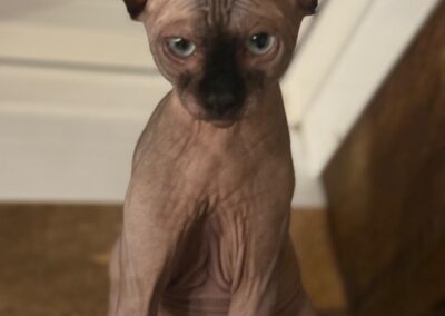 Konrad und Mathilda | Sphynx | geb. ca. 04/2025