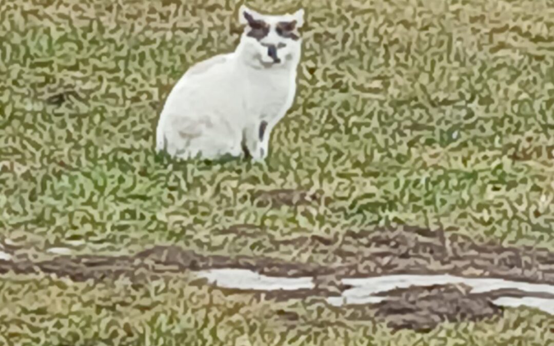 Vermisst seit 11.02.26 in 83128 Halfing / Forchtenegg