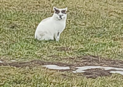 Vermisst seit 11.02.26 in 83128 Halfing / Forchtenegg