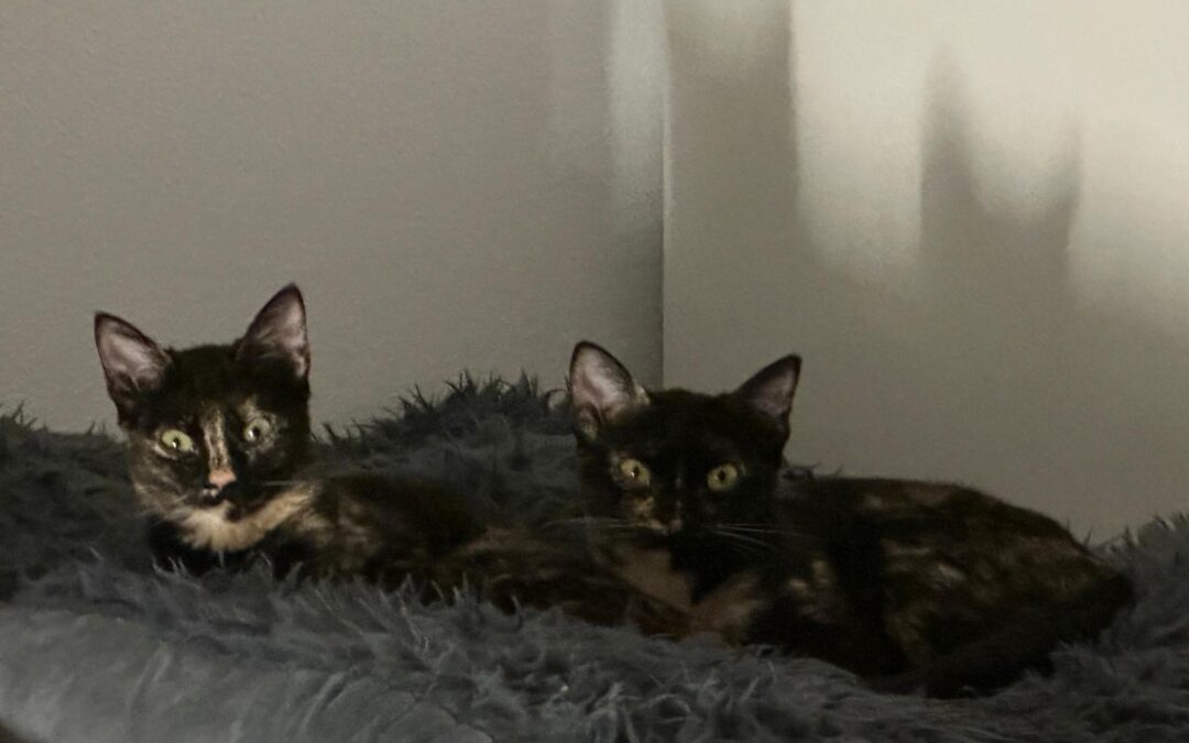 Pulguita & Bonny | EKH | geb. ca. 04/2025