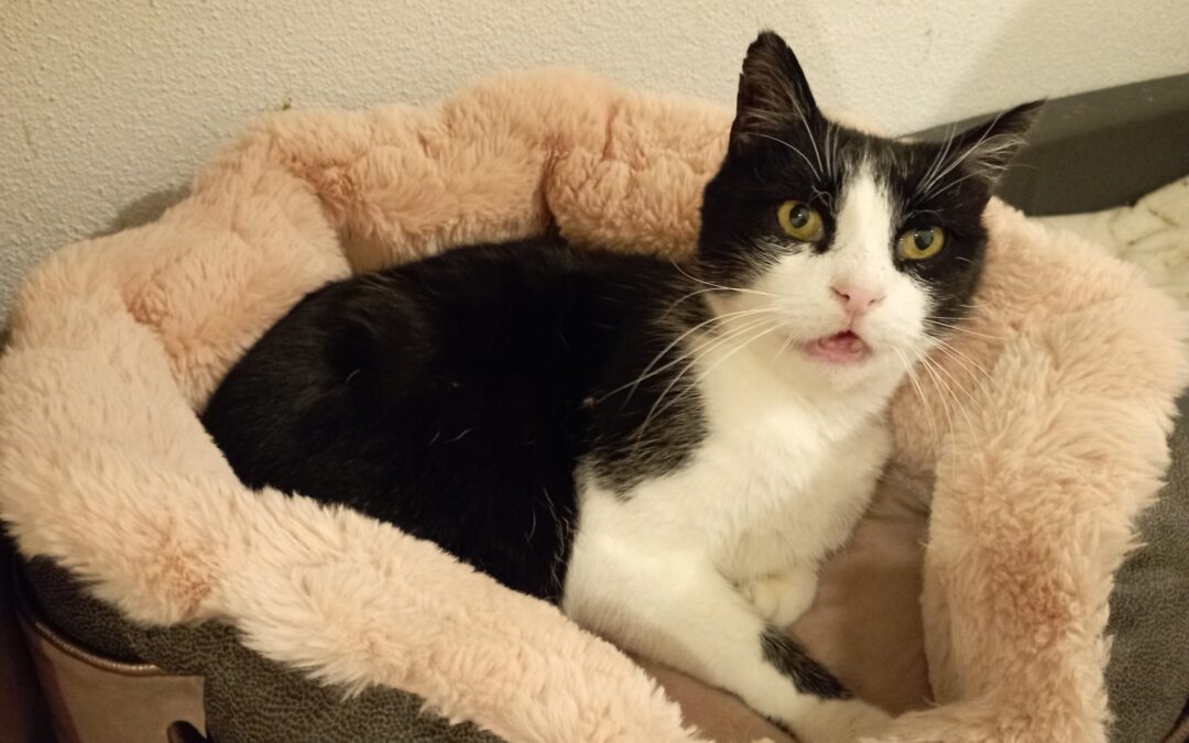 Zorro | EKH | geb. ca. 04/2018