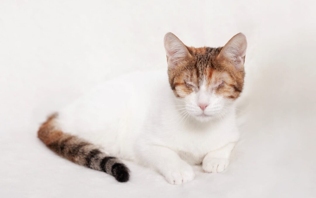 Aperolka | EKH | geb. ca. 07/2025 | blind