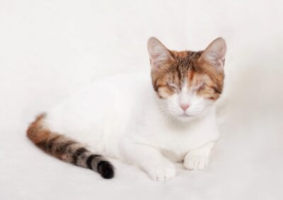 Aperolka | EKH | geb. ca. 07/2025 | blind