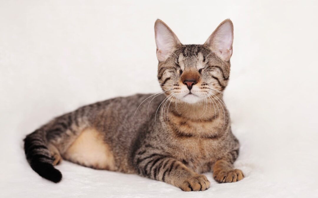 Charlie | EKH | geb. ca. 07/2025 | blind