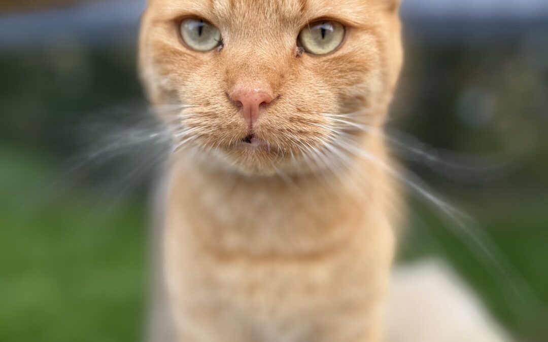 Garfield | EKH | geb. ca. 2021