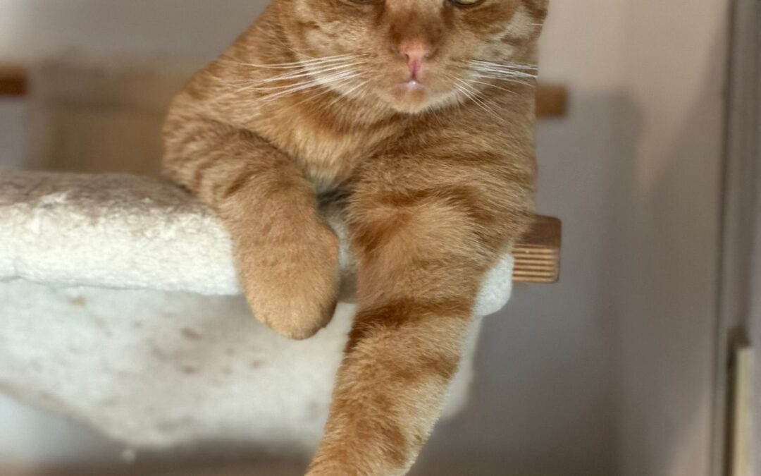 Garfield | EKH | geb. ca. 2021