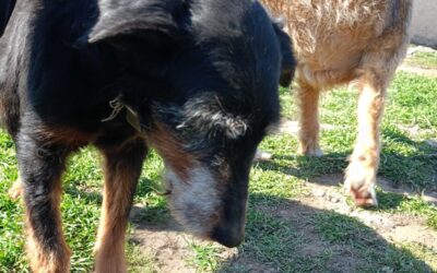 Update Patentier Lora