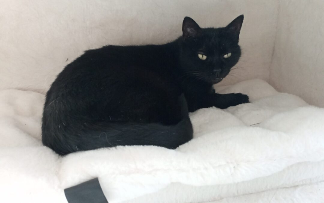 Jule | EKH | geb. ca. 04/2017