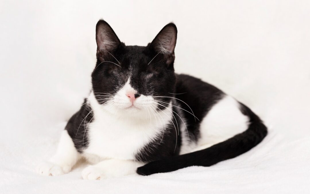 Morgan | EKH | geb. ca. 07/2025 | blind