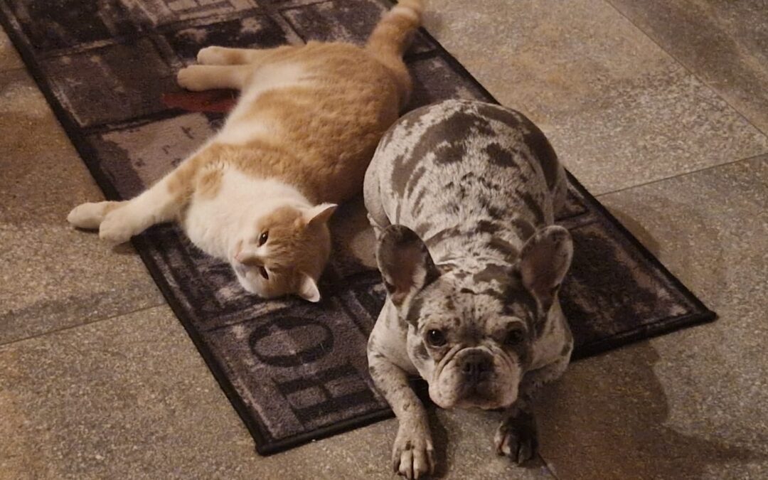 Emma | Franz. Bulldogge | geb. 03/2022