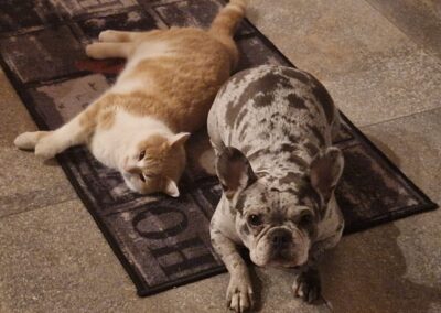 Emma | Franz. Bulldogge | geb. 03/2022