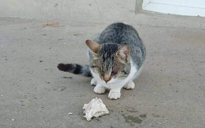 Neuer Notfall Bulgarien – blinder Kater auf Straße