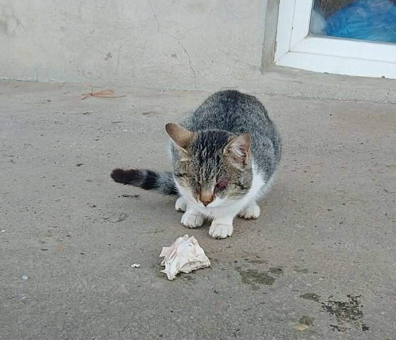 Neuer Notfall Bulgarien – blinder Kater auf Straße