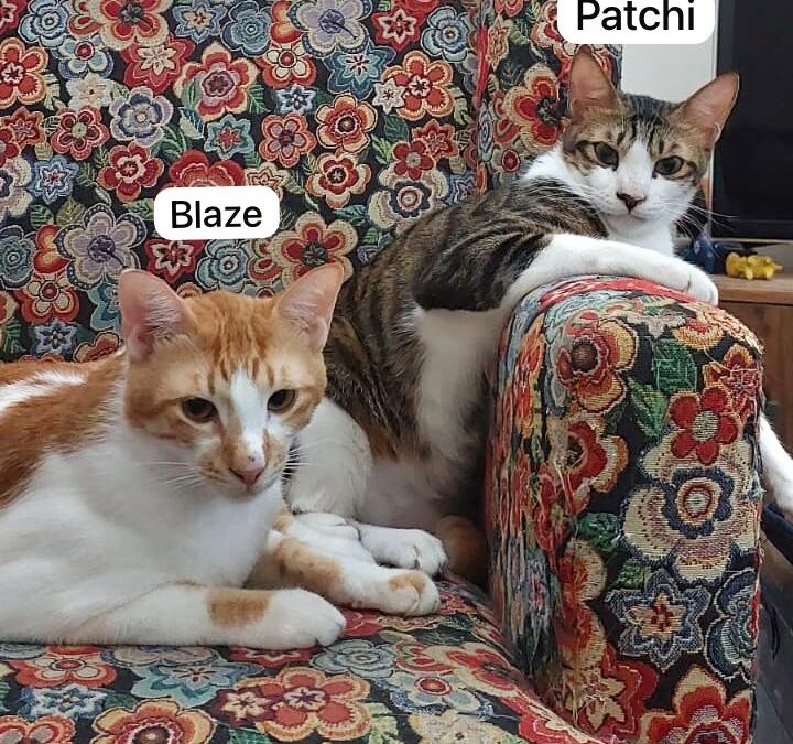 Patchi und Blaze  | EKH | geb. ca. 2023