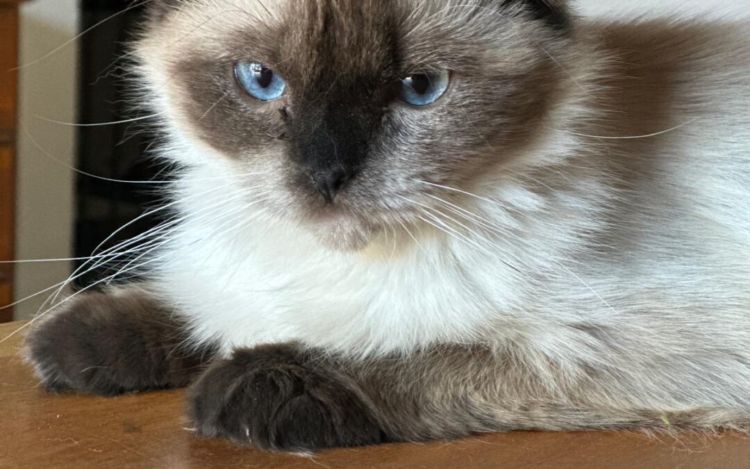 Persi | Birma-Ragdoll-Mix | geb. ca. 10/2025