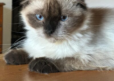 Persi | Birma-Ragdoll-Mix | geb. ca. 10/2025