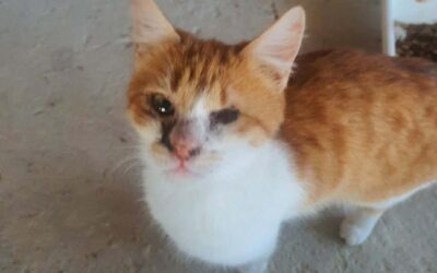 Weiterer Notfall Bulgarien – einäugiger Kater auf Straße