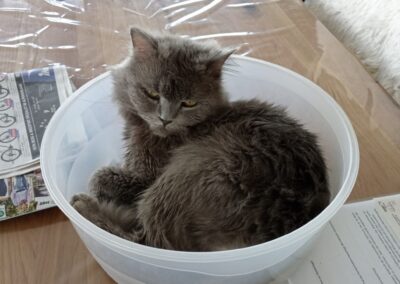 Apollo | Angora-Mix | geb. ca. 2022/2023